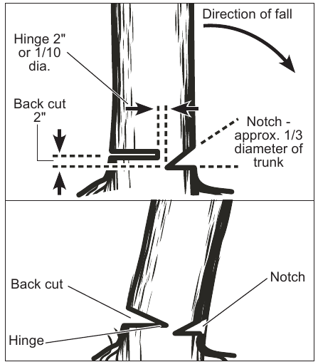 Milwaukee - M18 FUEL 2727-20 - Tala de árboles - Paso 2 Tala de árboles - Paso 2